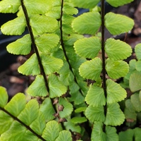 Asplenium trichomanes
